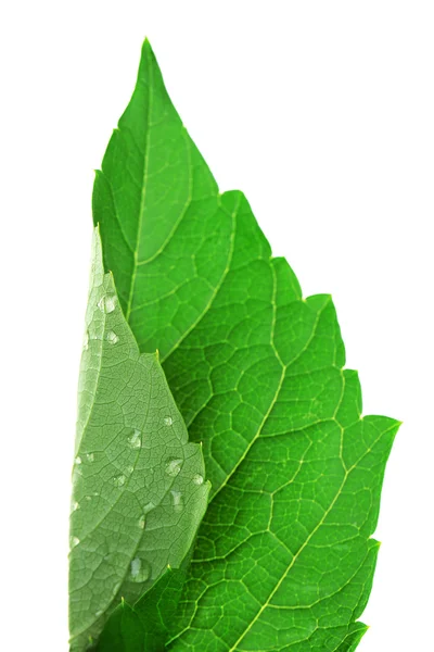 Φρέσκα πράσινα φύλλα με σταγόνες — Φωτογραφία Αρχείου