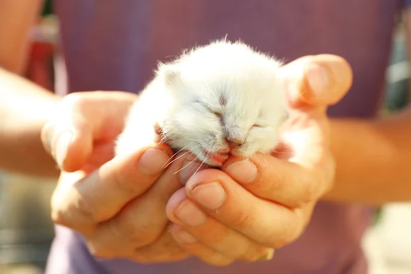 Gattino appena nato in mani maschili — Foto Stock