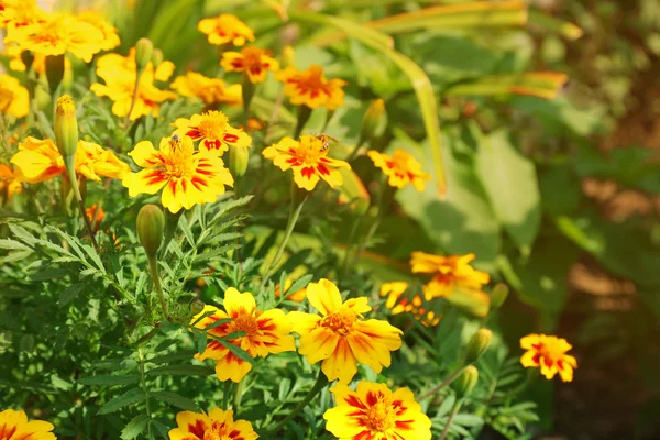 Fresh flowers over green grass — Stock Photo, Image