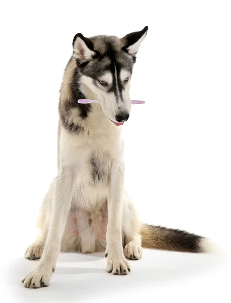 Beau chien huskies avec brosse à dents — Photo