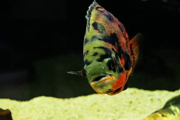 Akvaryumdaki egzotik balıklar — Stok fotoğraf