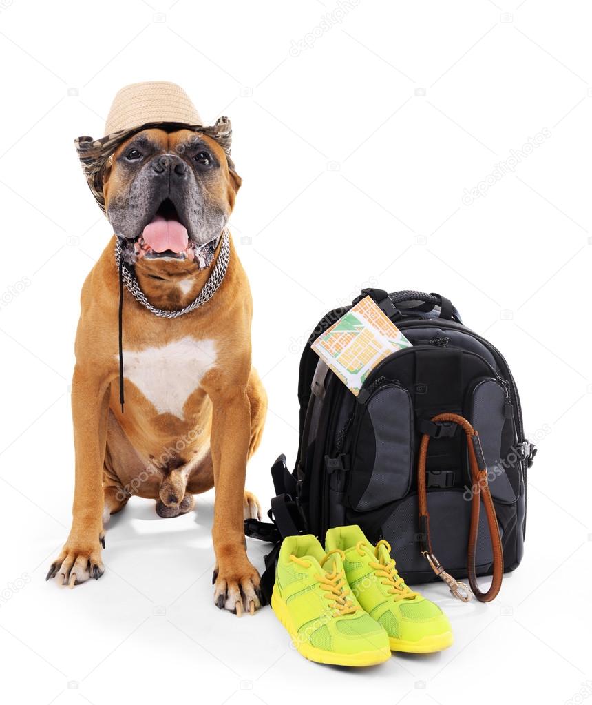 Beautiful Boxer Dog with backpack