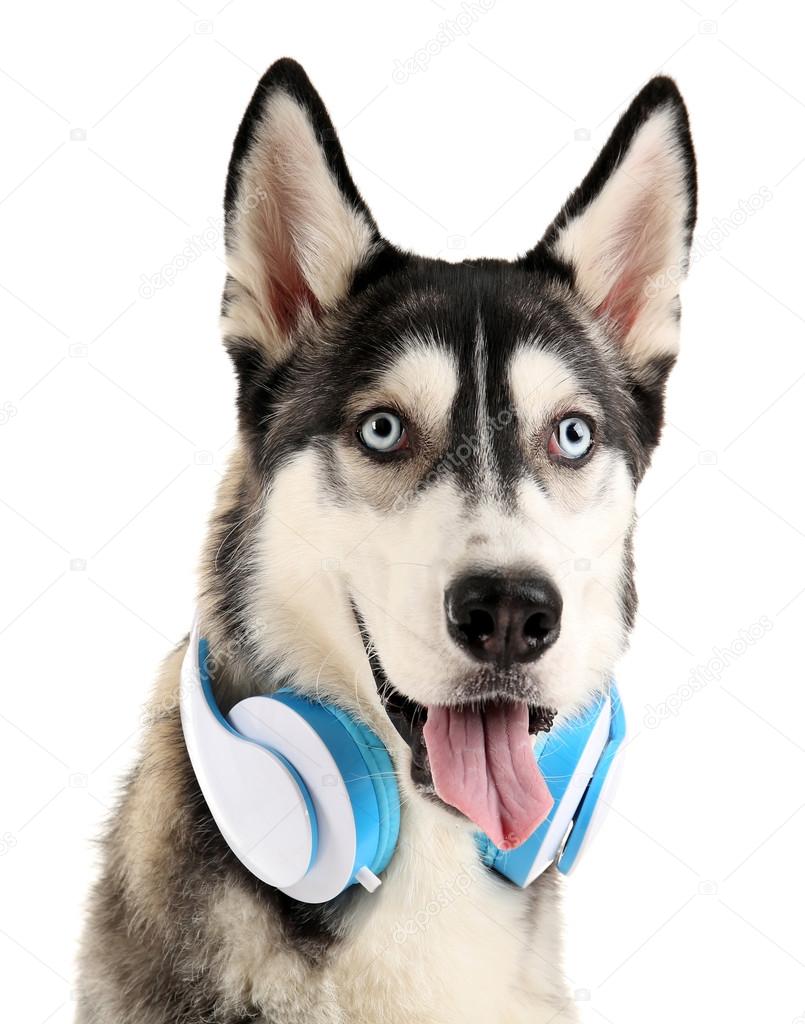 Beautiful huskies dog with headphones