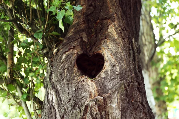 Árbol hueco en forma de corazón — Foto de Stock