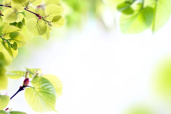 Fresh spring twigs with green leaves — Stock Photo, Image