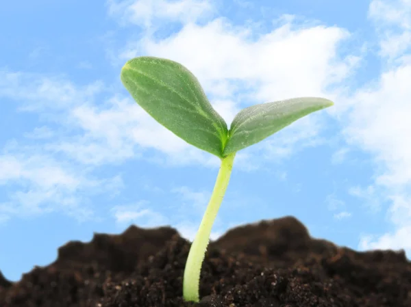 Gröna plantor växer från marken — Stockfoto