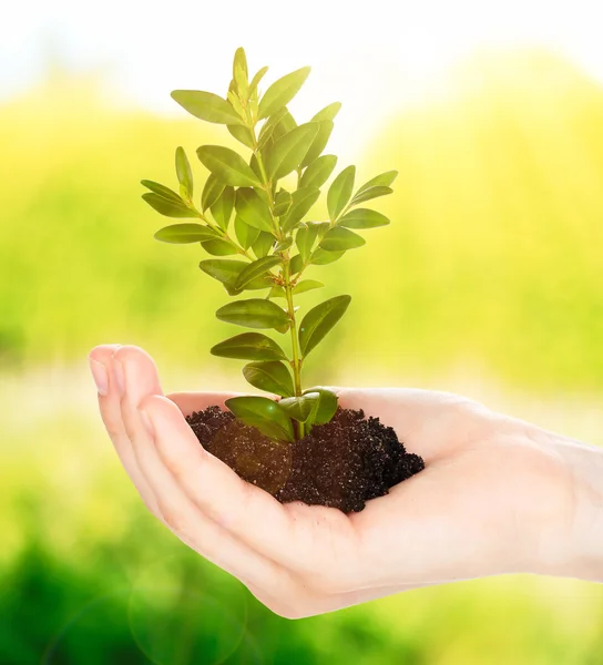 Hand of woman holding young plant — Stock Photo, Image