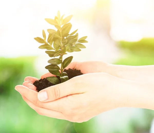 Mãos de mulher segurando planta jovem — Fotografia de Stock