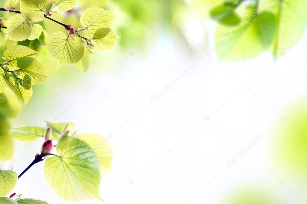 Fresh spring twigs with green leaves