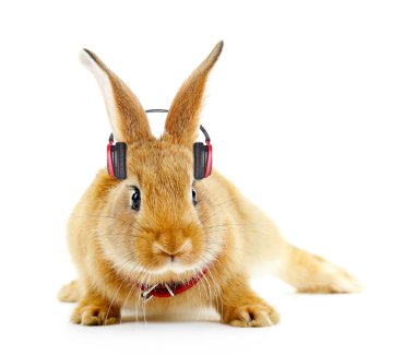 Kulaklıklar ile kırmızı tavşan