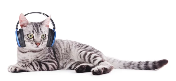 戴着耳机只漂亮的猫 — 图库照片