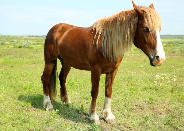 Schönes braunes Pferd grast — Stockfoto