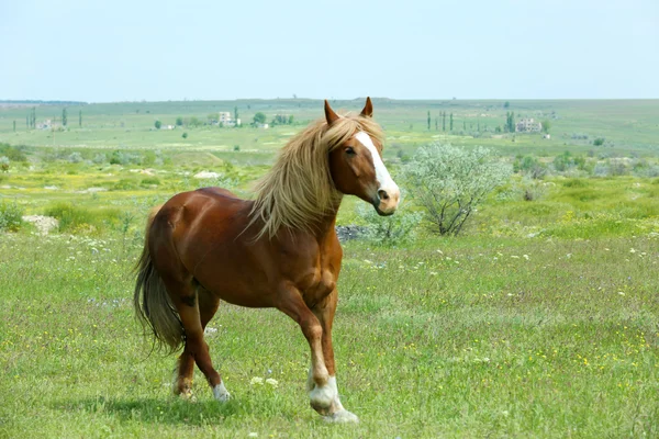 Beautiful brown horse grazing on meadow — Stock Photo, Image