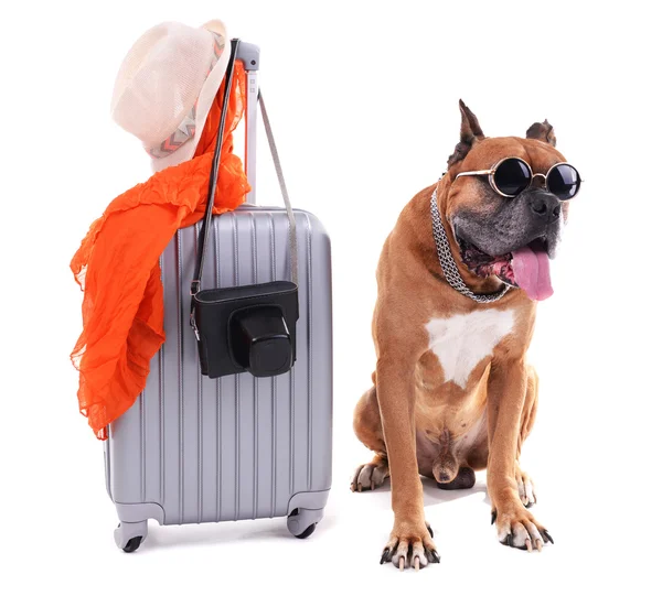 Szép Boxer kutya bőrönddel — Stock Fotó