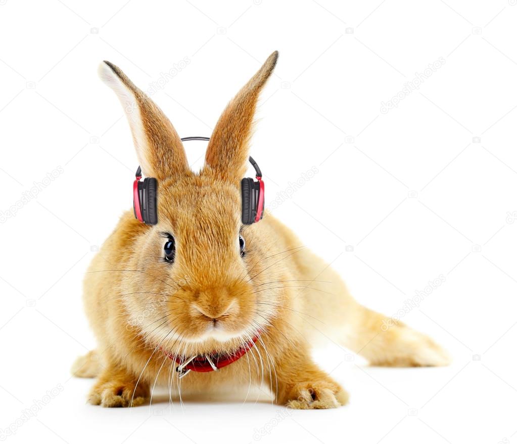 Red rabbit with headphones