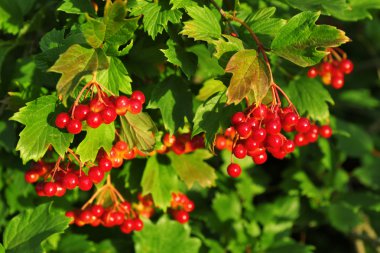 Rowan dalı yakın çekim