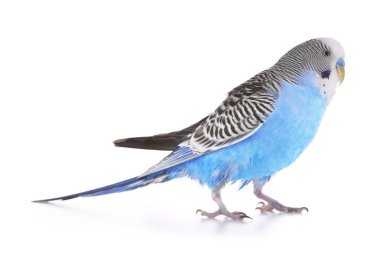 Beyaz izole muhabbet kuşu 