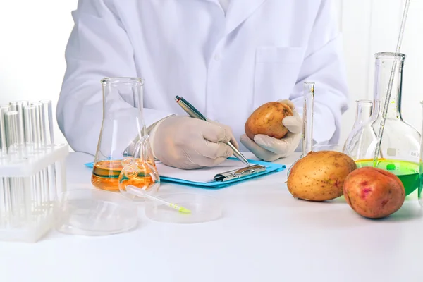 Cientista examina batatas — Fotografia de Stock