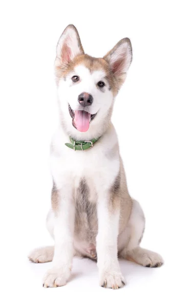 Cute Malamute puppy sitting isolated on white — Stock Photo, Image