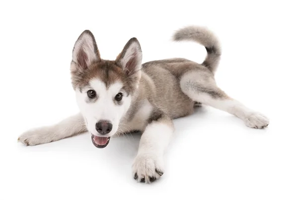 Cute Malamute puppy lying isolated on white — Stock Photo, Image