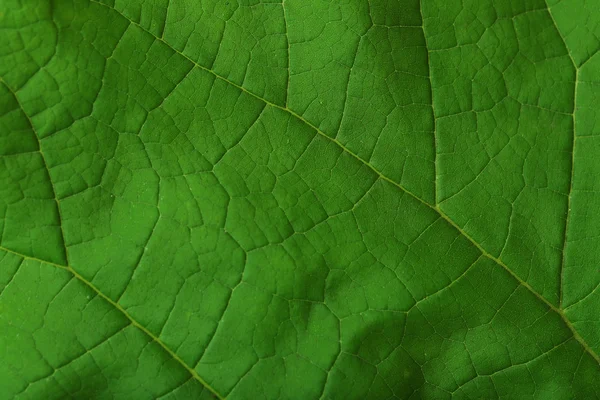 Νωπά πράσινα φύλλα — Φωτογραφία Αρχείου