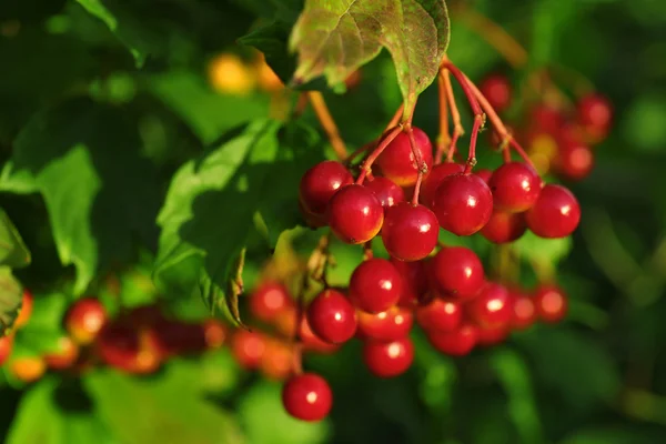 Branch of rowan close up — Stock Photo, Image