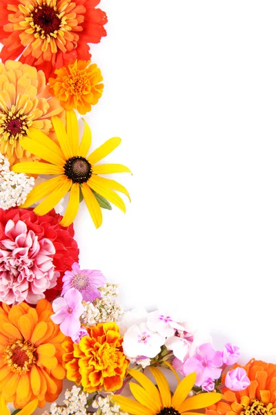 Fresh colorful flowers — Stock Photo, Image