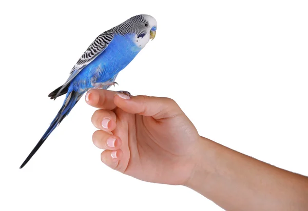 Budgerigar parrot on hand — Stock Photo, Image