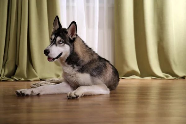 美しいハスキー犬 — ストック写真