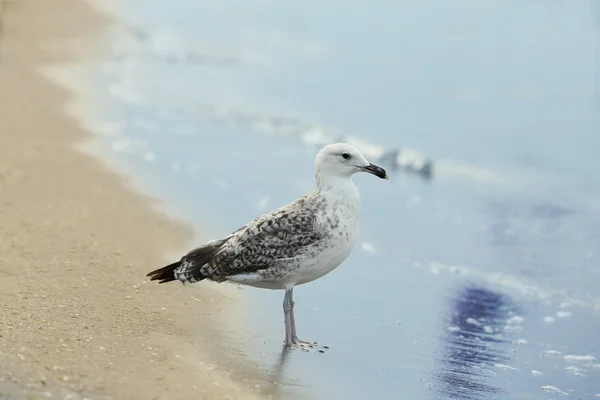 A homokos strand gyönyörű sirályok — Stock Fotó