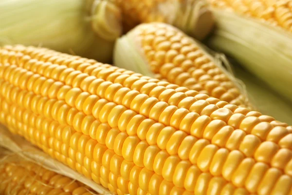 Primer plano del maíz maduro —  Fotos de Stock