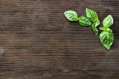 Yeşil taze fesleğen