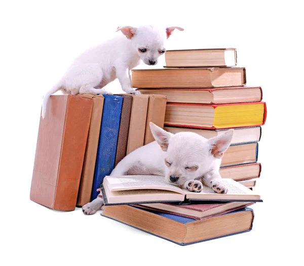 Hihuahua hundar på hög av böcker — Stockfoto