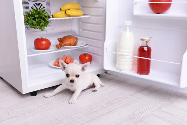 chihuahua dog near open fridge in kitchen