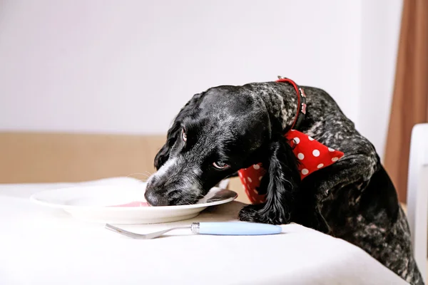 Hond stelen voedsel uit tabel — Stockfoto