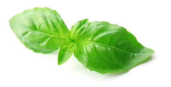 Green fresh basil — Stock Photo, Image