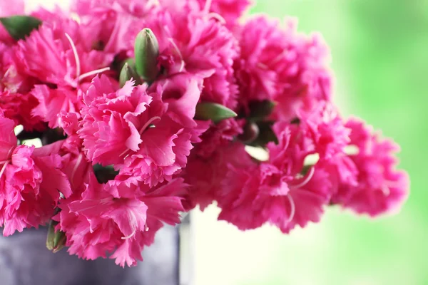 Pink carnation in watering can — Stock Photo, Image