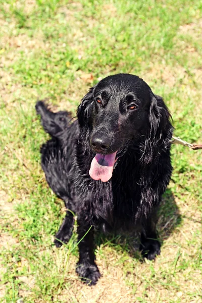 Våta svart hund — Stockfoto