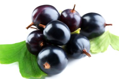 Yeşil yaprakları ile vahşi Siyah frenk üzümü