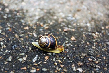 Yeşil yaprakları ile vahşi Siyah frenk üzümü