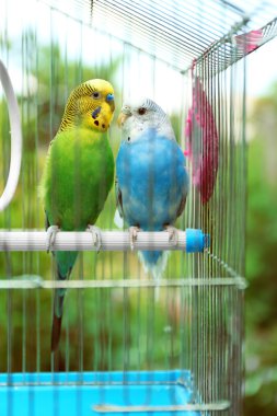 Şirin renkli muhabbet kuşu