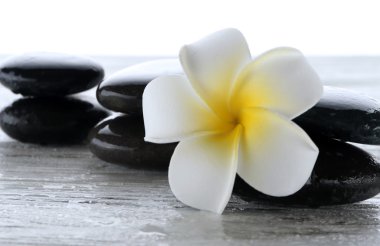 Spa taşlar üzerinde beyaz izole çiçek ıslak
