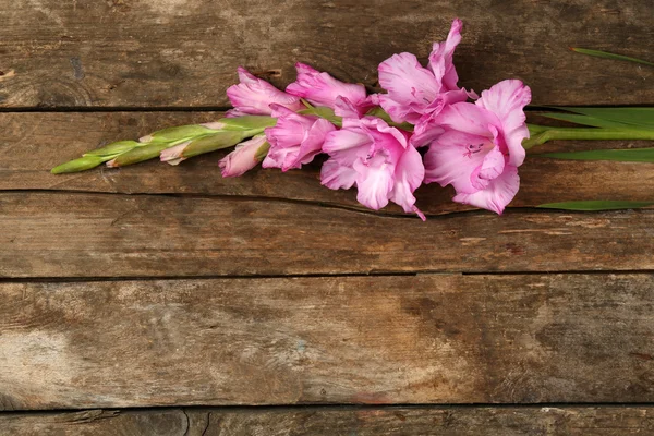 Beautiful gladiolus on wooden background — Stock Photo, Image