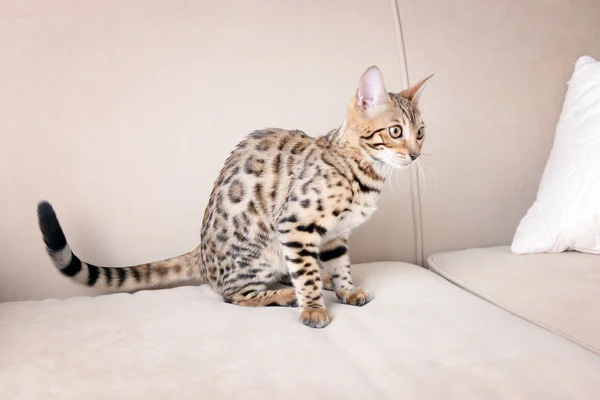 Mooie Bengalen kitten — Stockfoto