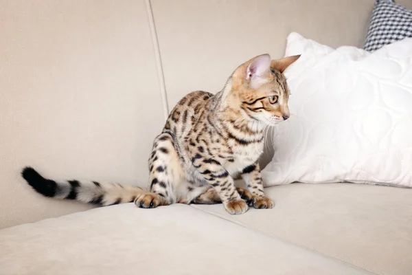 Piękny kot bengalski — Zdjęcie stockowe