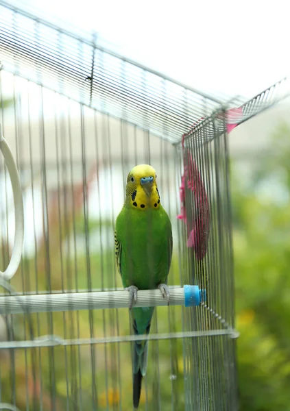 Schattig kleurrijke budgie — Stockfoto