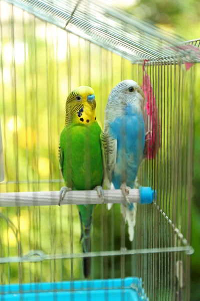 Cute colorful budgies — Stock Photo, Image