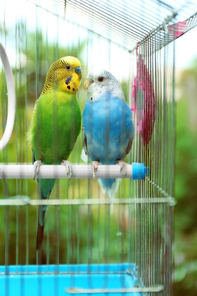 Aranyos színes budgies — Stock Fotó