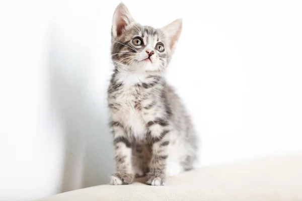 Ładny szary kotek — Zdjęcie stockowe
