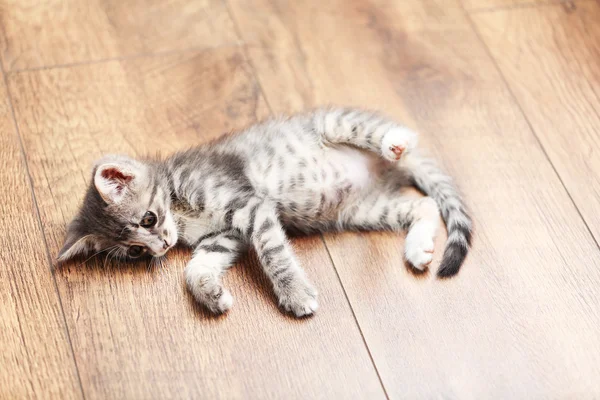 Lindo gatito gris — Foto de Stock